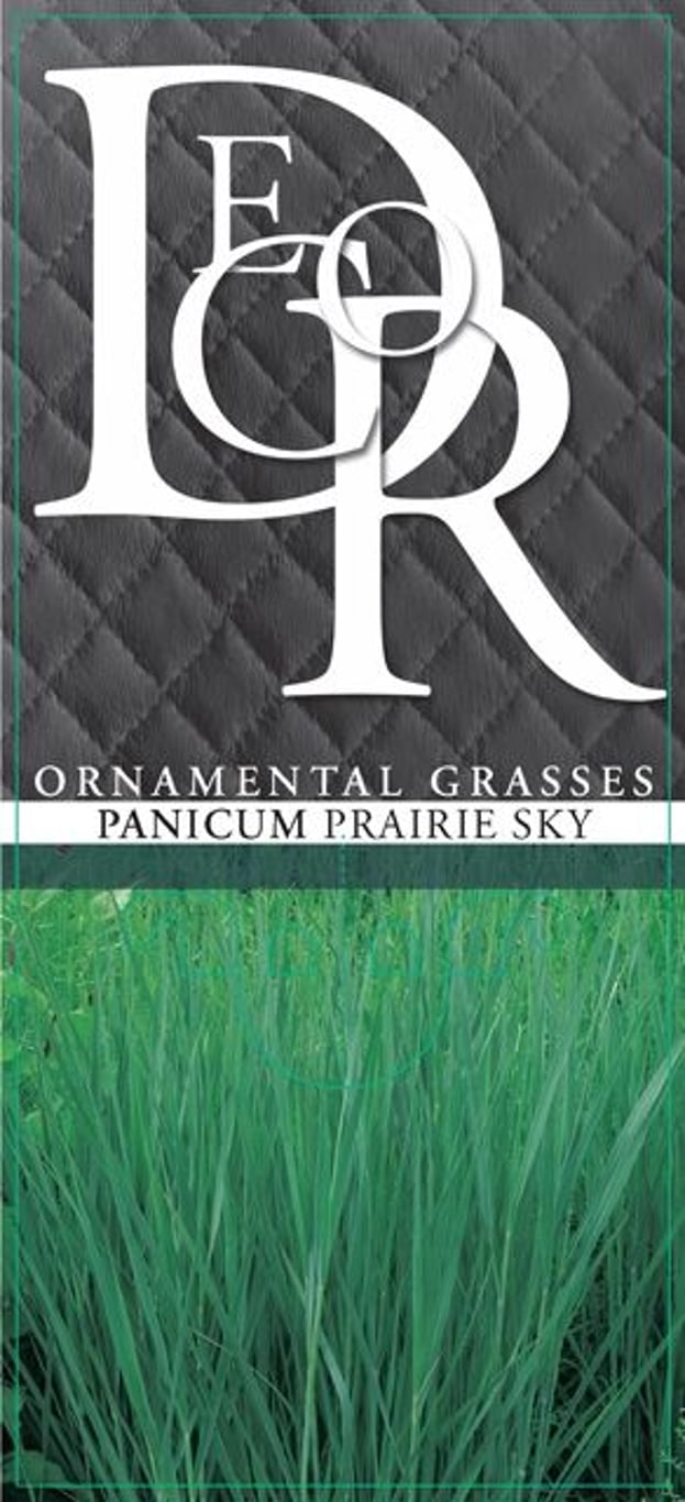 Panicum virgatum 'Prairie Sky' - C3